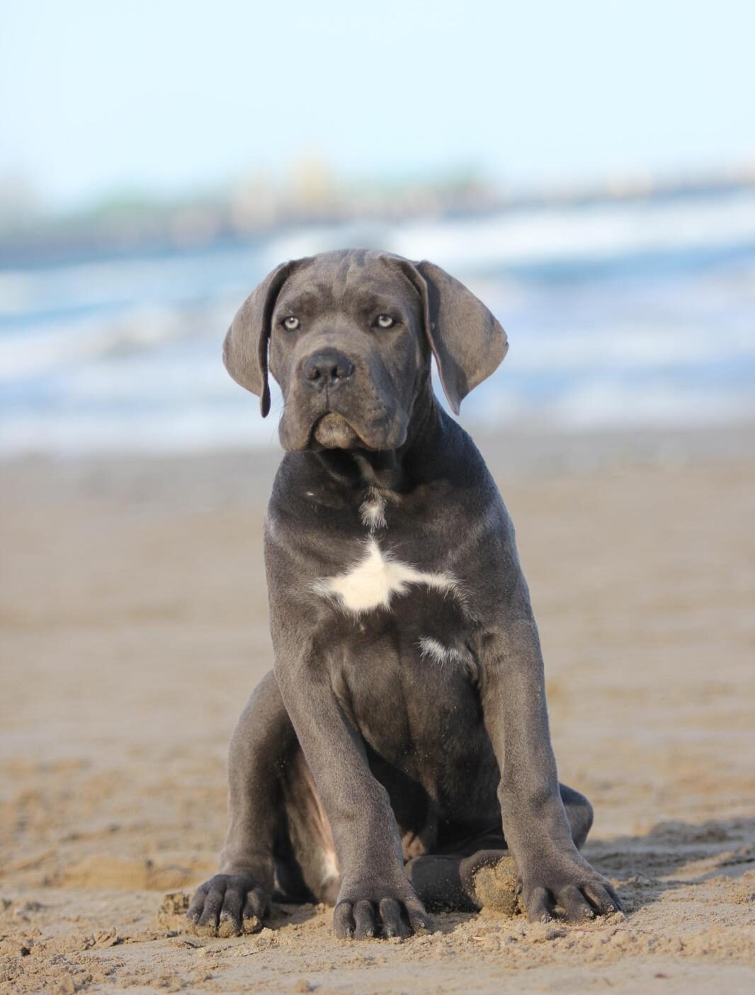 Ejemplar de cachorro cane corso