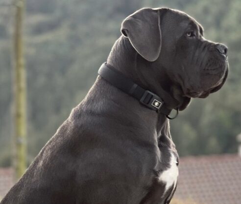 Ejemplar de cane corso