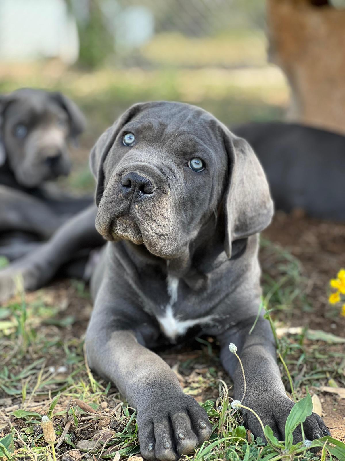Ejemplar de cachorro cane corso