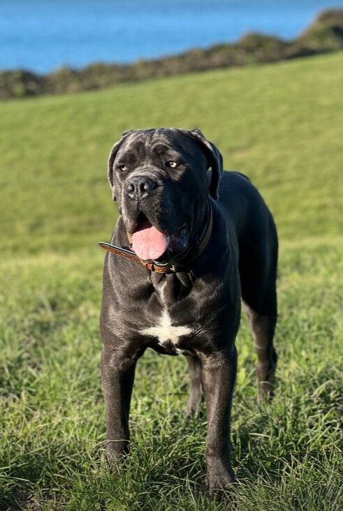 Ejemplar de cane corso