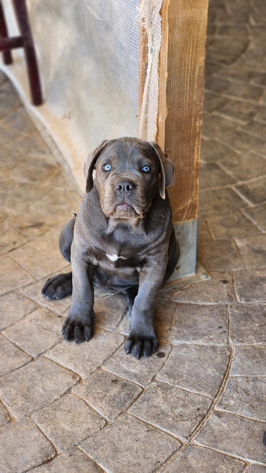 Ejemplar de cachorro cane corso