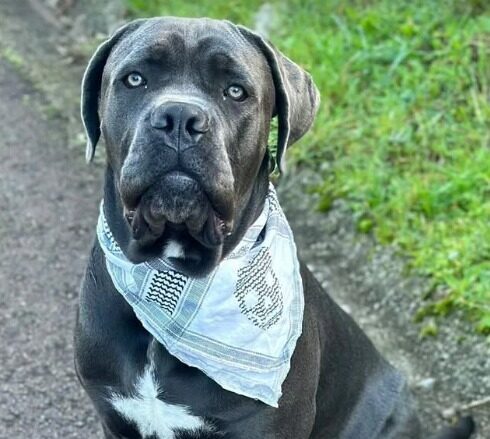 Ejemplar de cane corso
