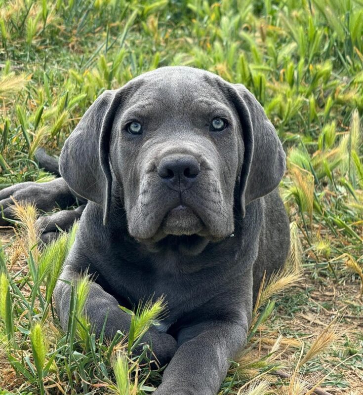 Ejemplar de cachorro cane corso