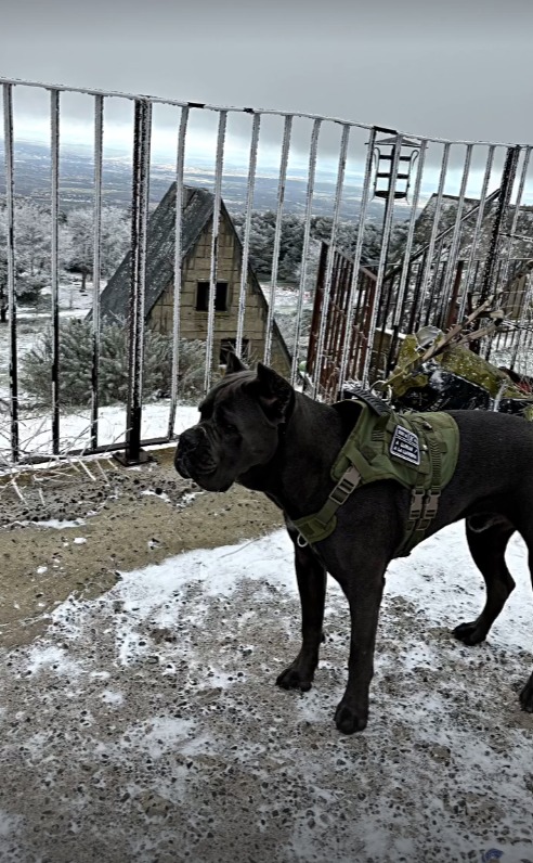 Ejemplar de cane corso