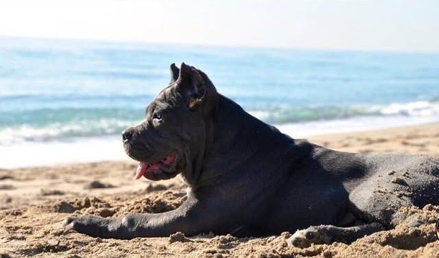 Ejemplar de cachorro cane corso