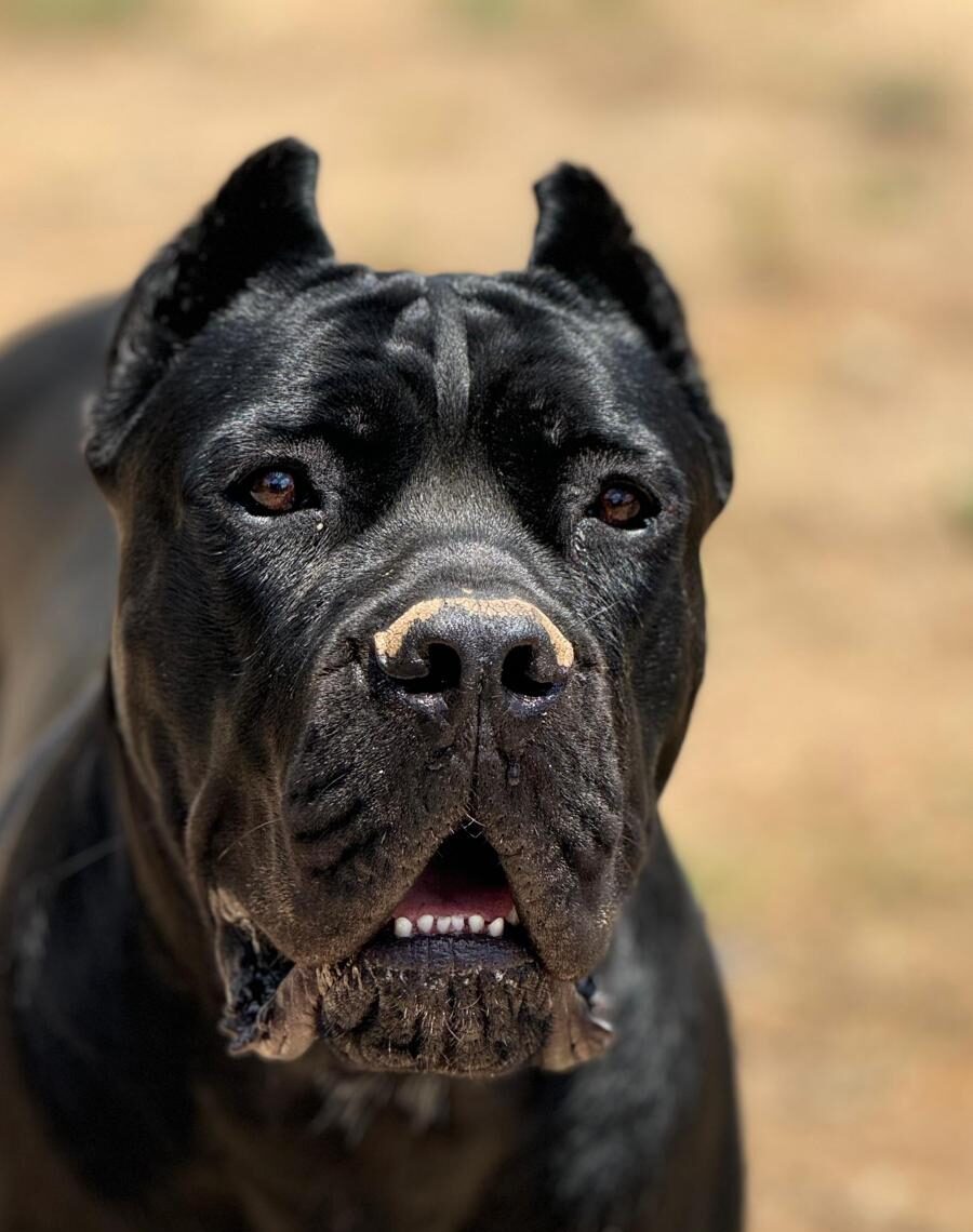 Ejemplar de cane corso