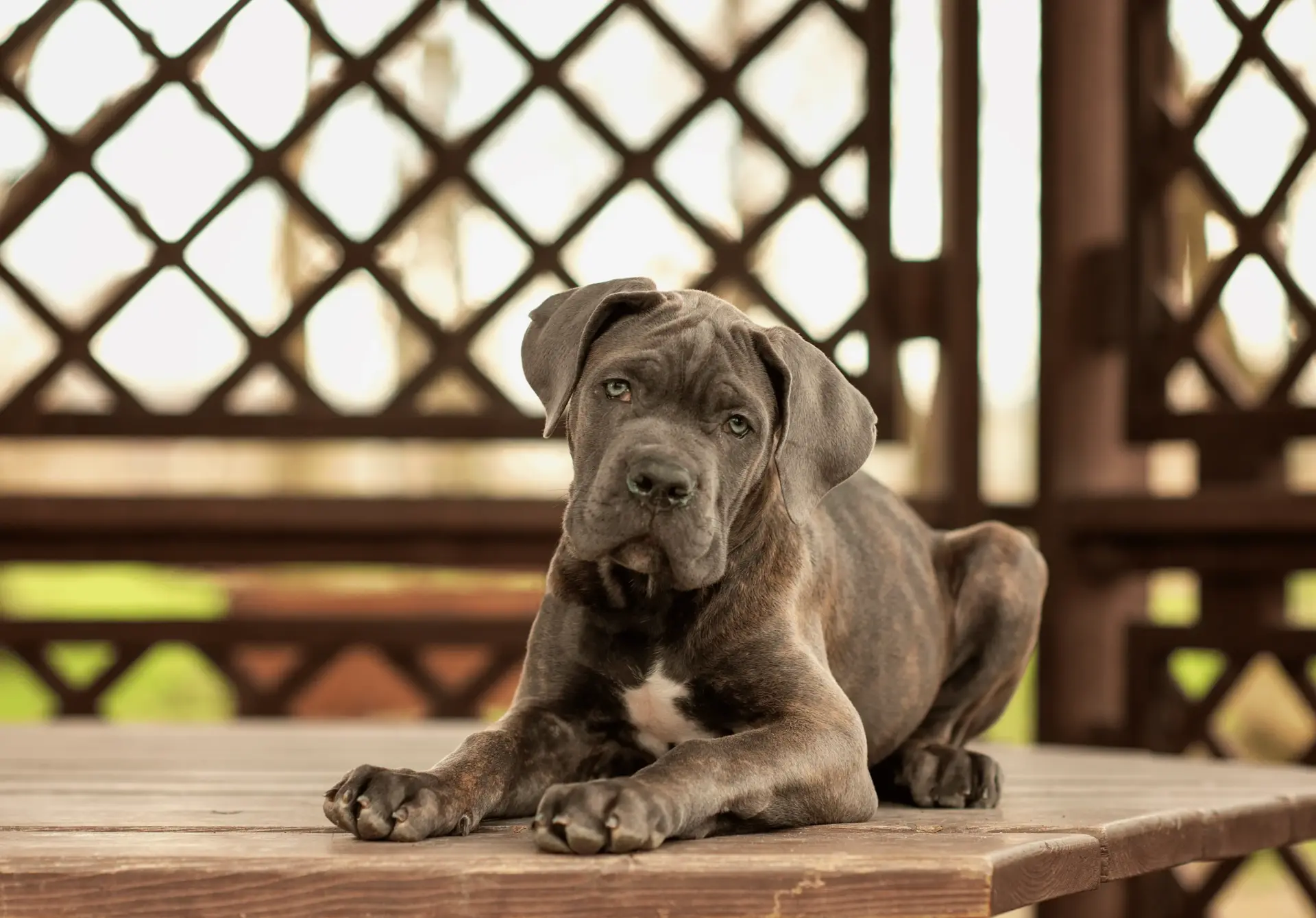 Cachorro Cane Corso