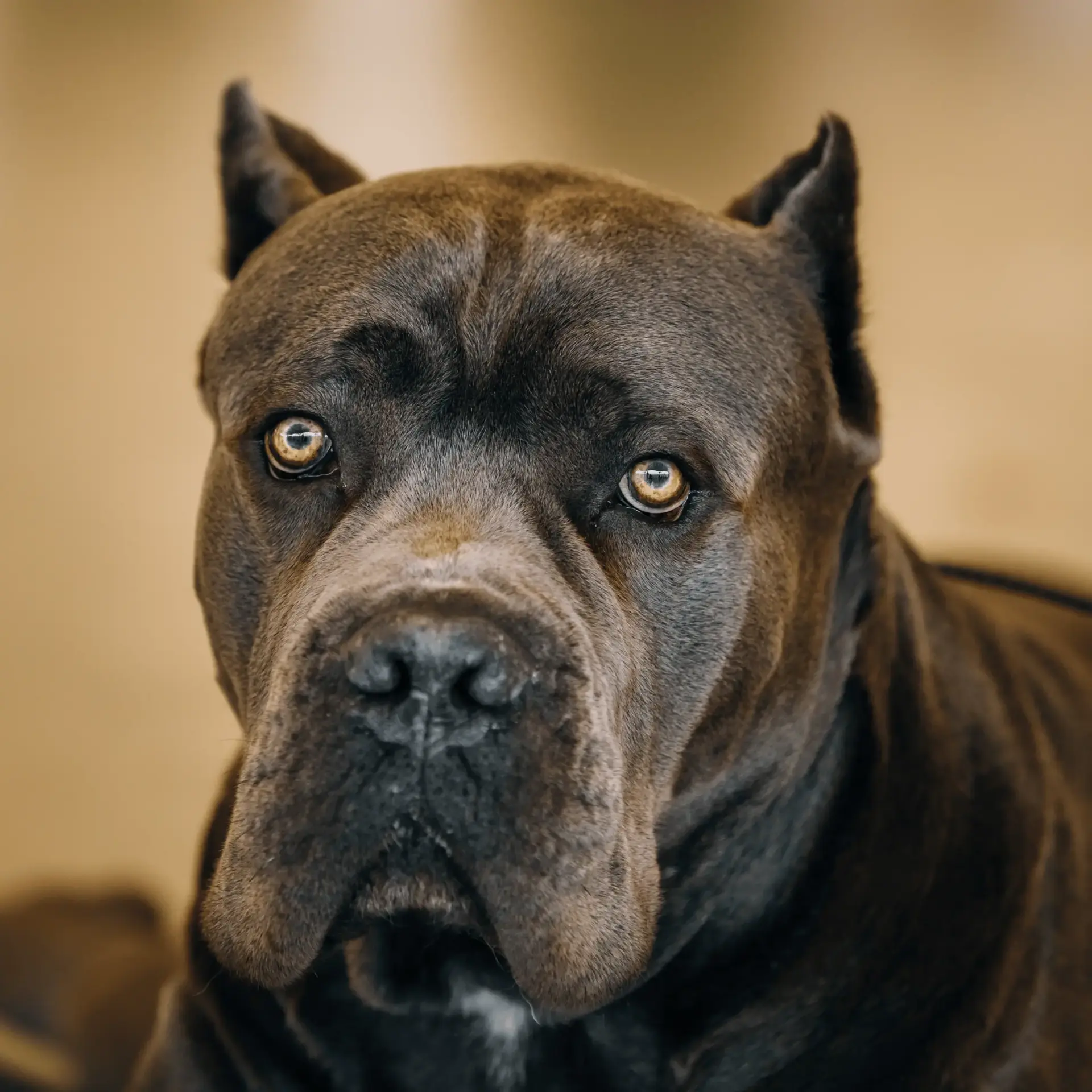 Cane Corso adulto