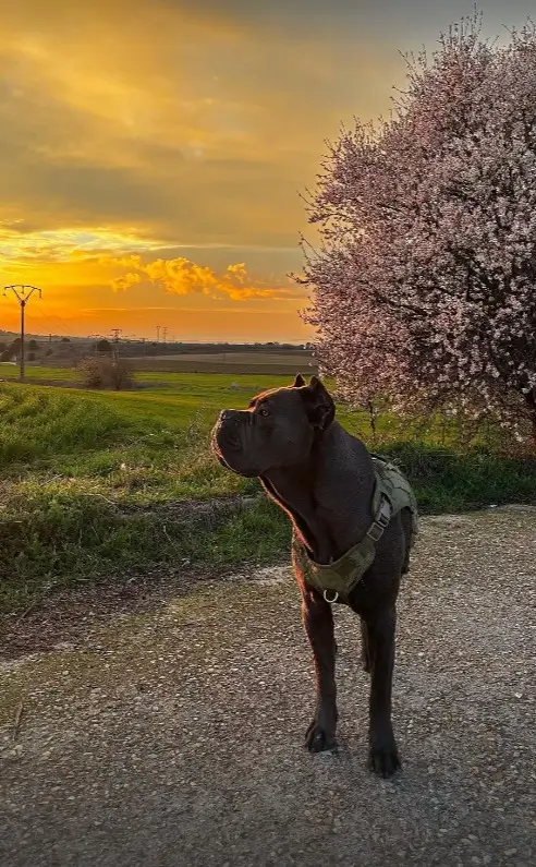 Cane corso en una pradera