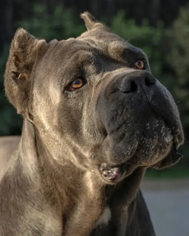 Ejemplar de cane corso