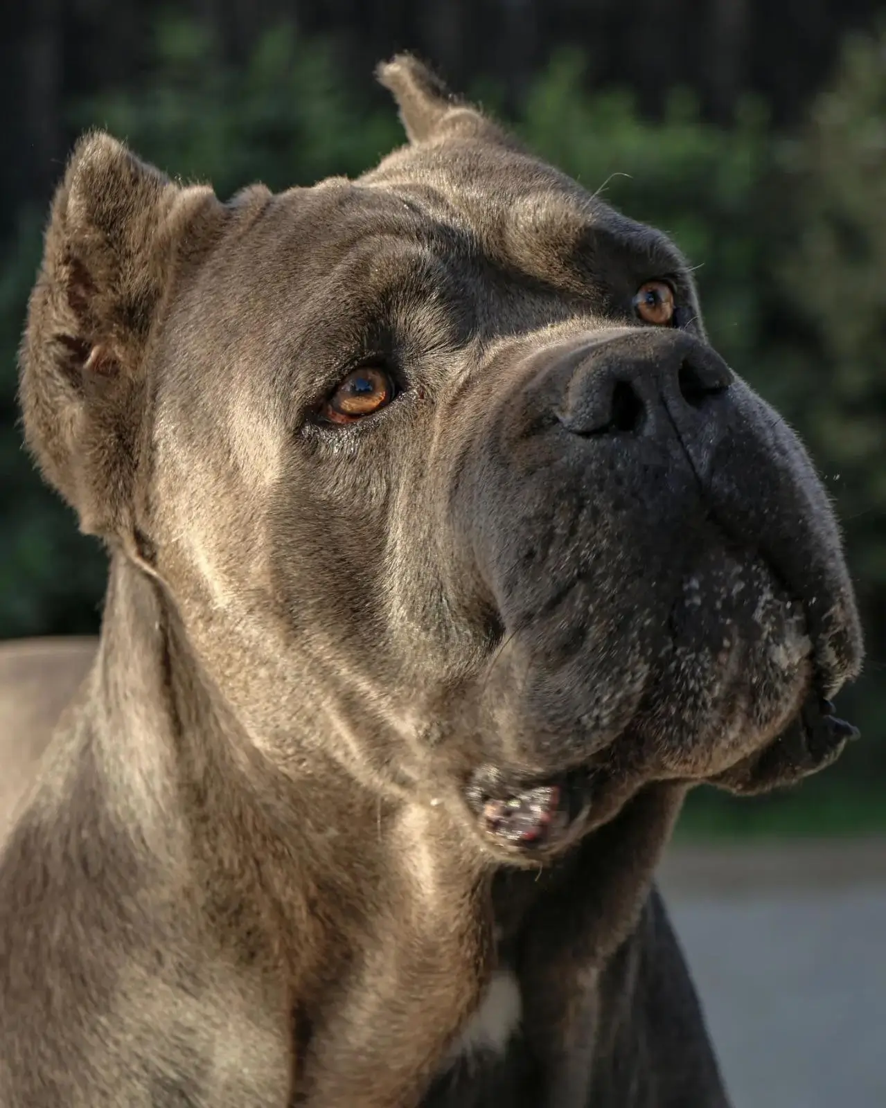 Ejemplar de cane corso