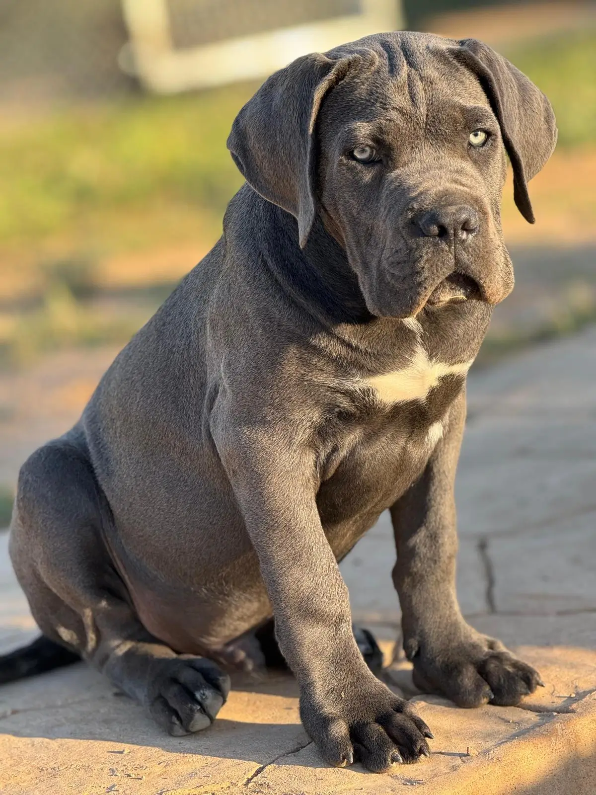 Cane corso cachorro