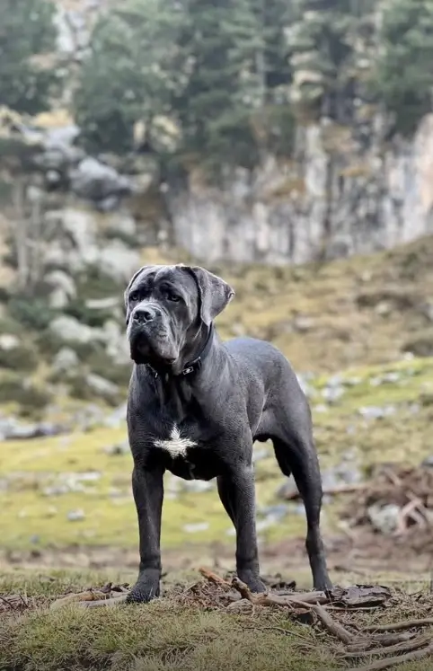 Cane corso en montaña
