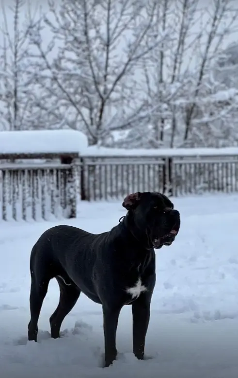 Cane corso en la nieve