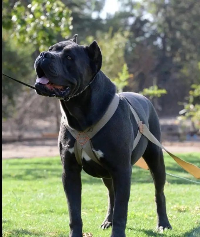 Cane corso con correa