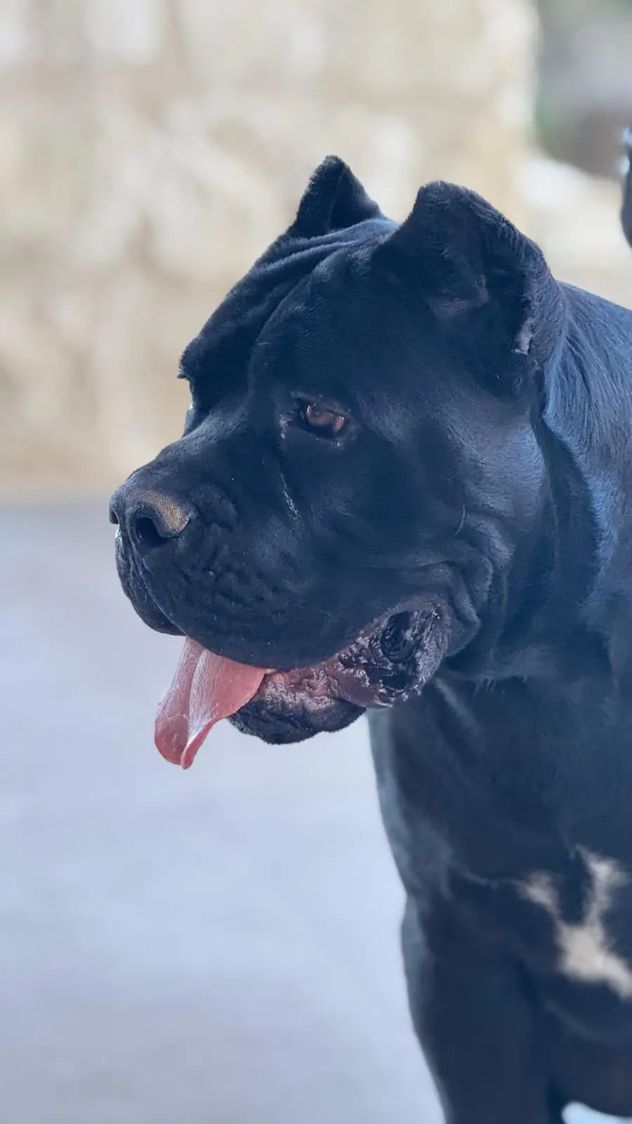 Cane corso en detalle