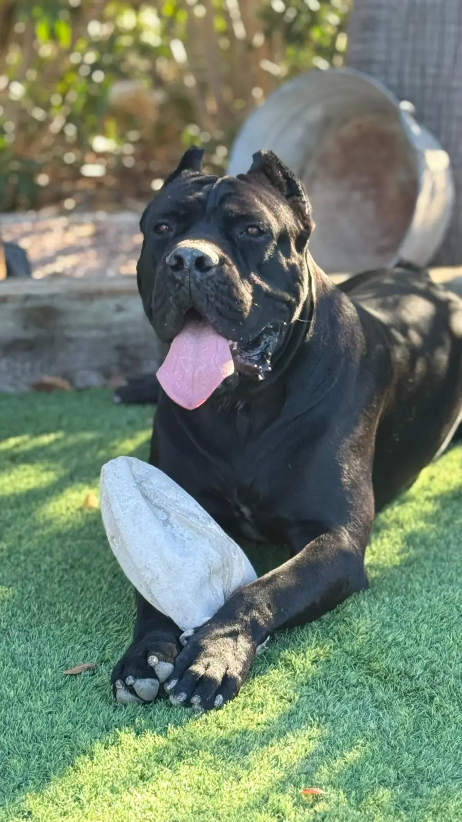 Cane corso con juguete