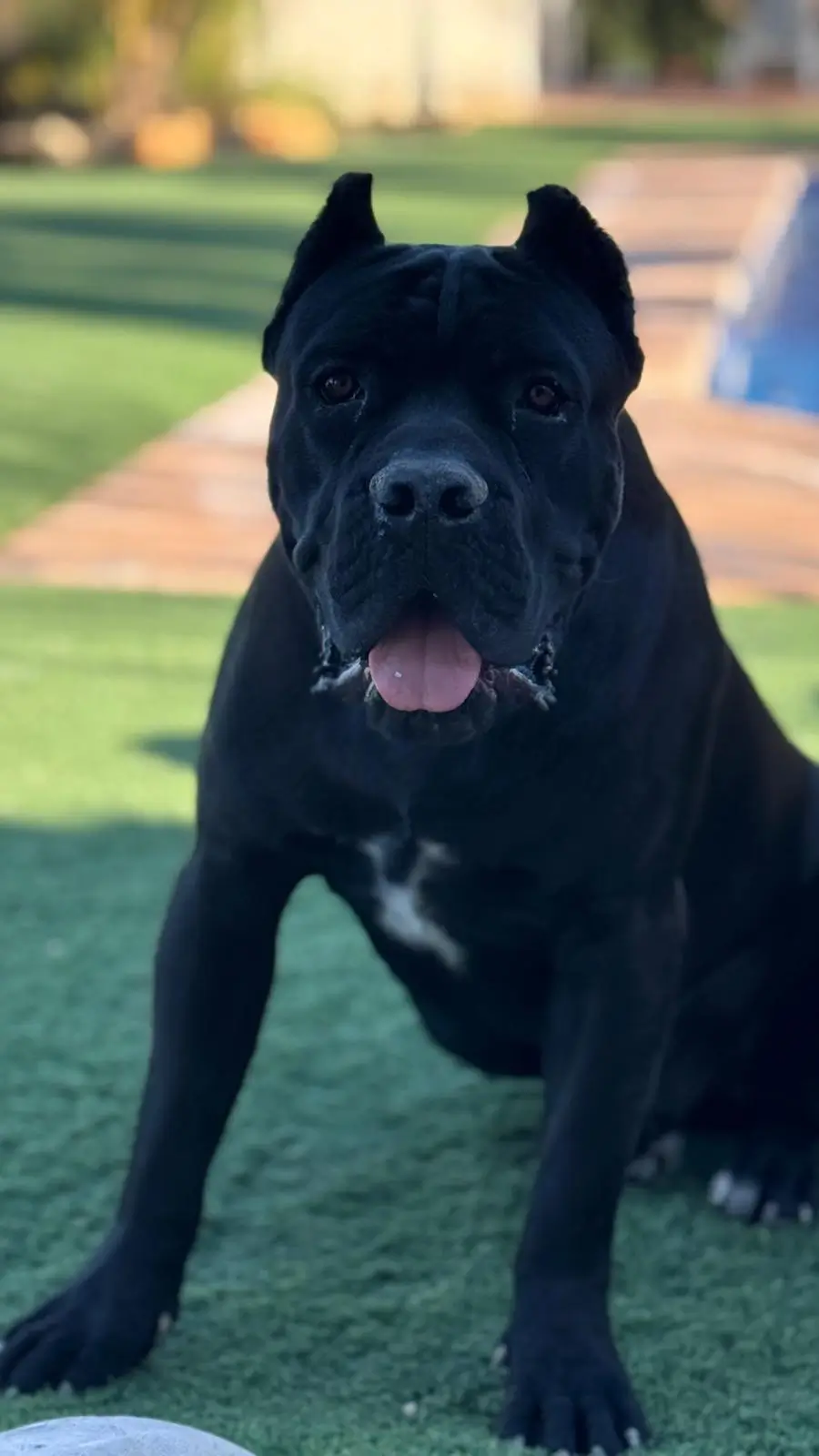 Cane corso en piscina