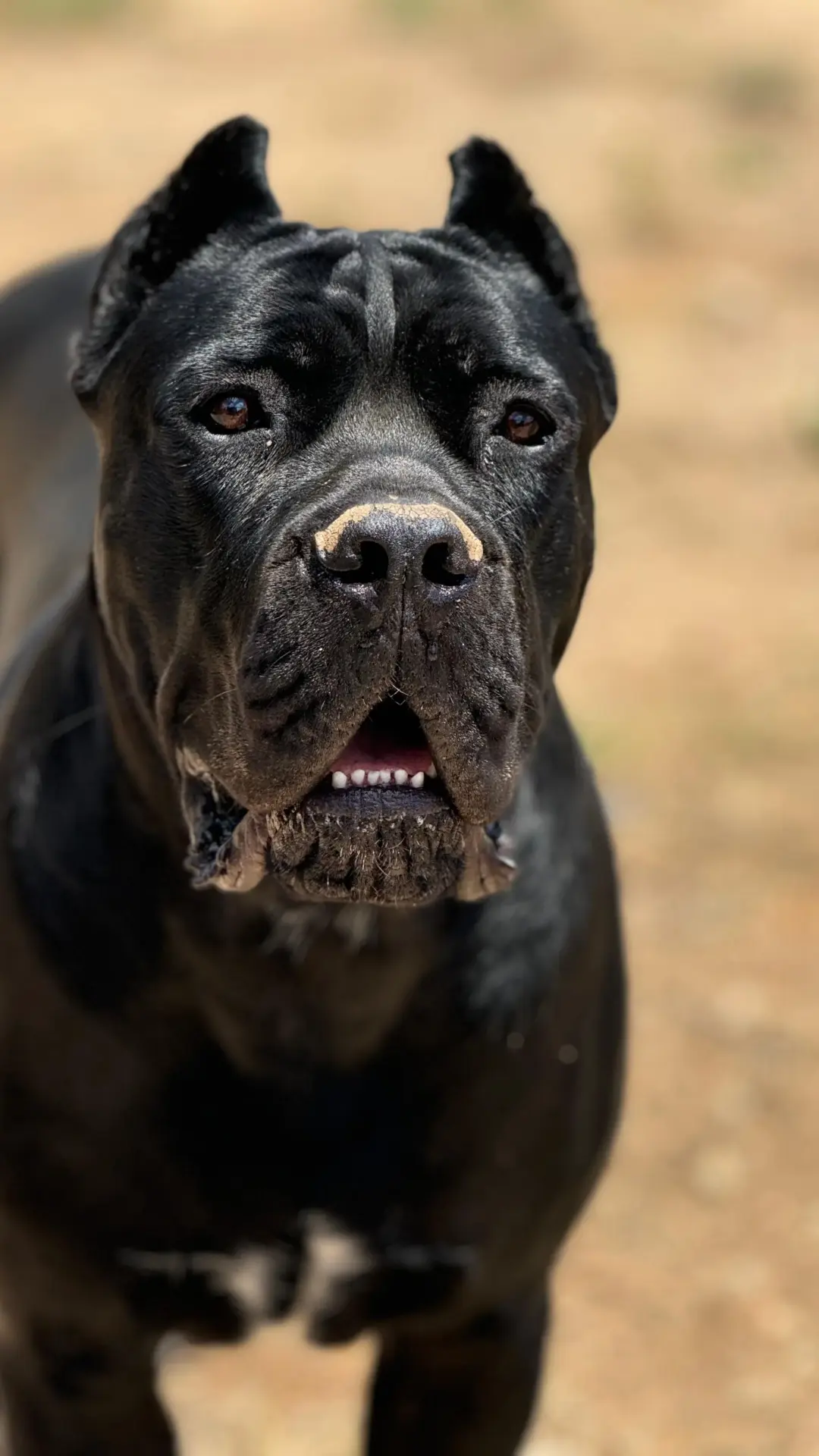 Ejemplar de cane corso