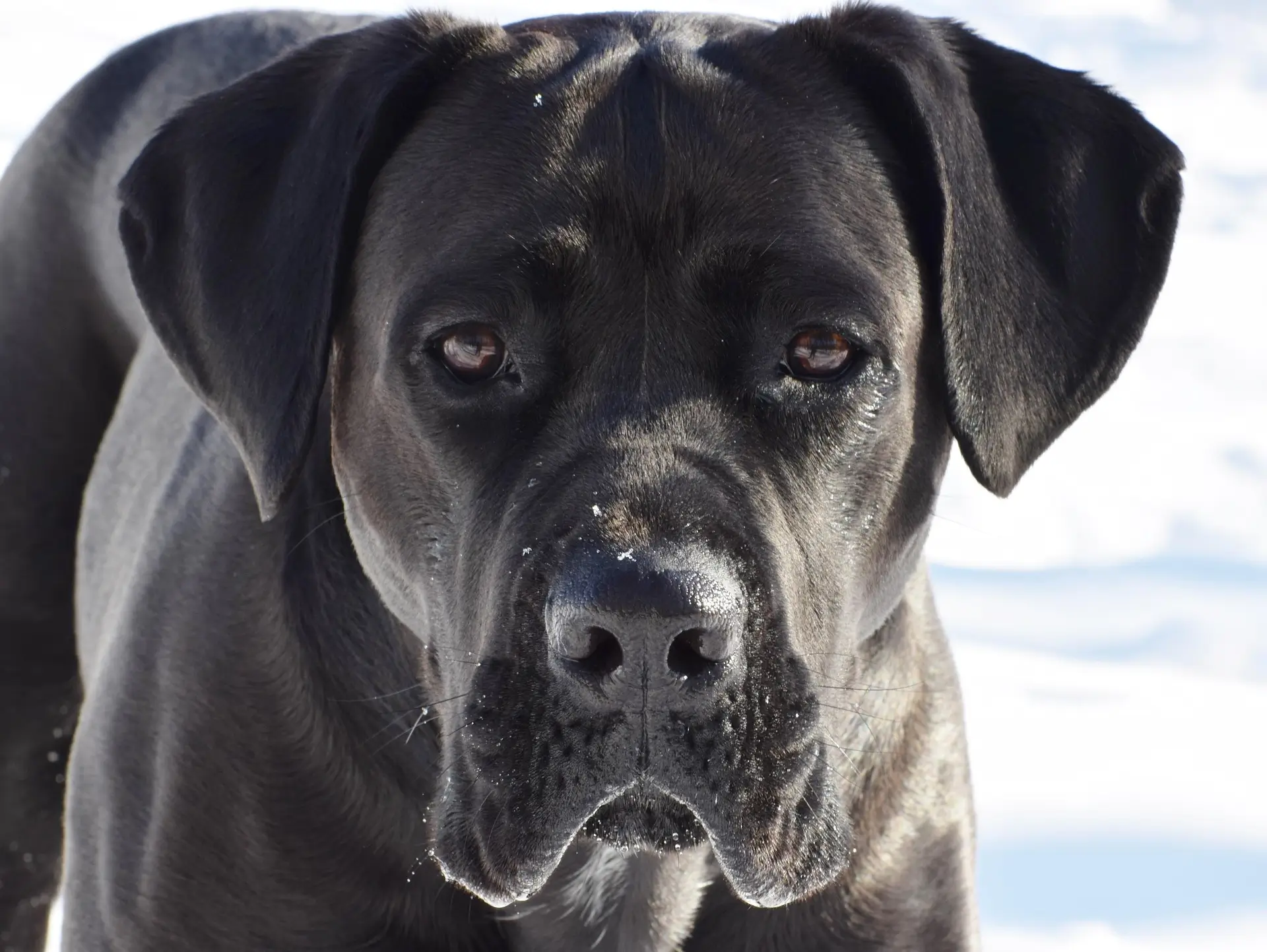 Cane Corso negro