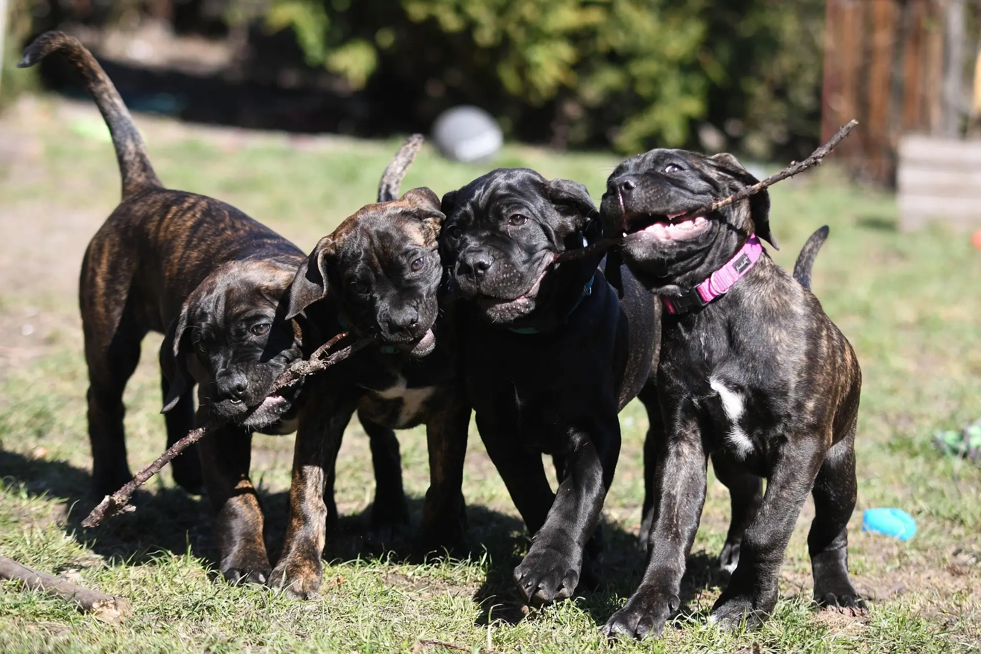 Grupo de Cane Corso