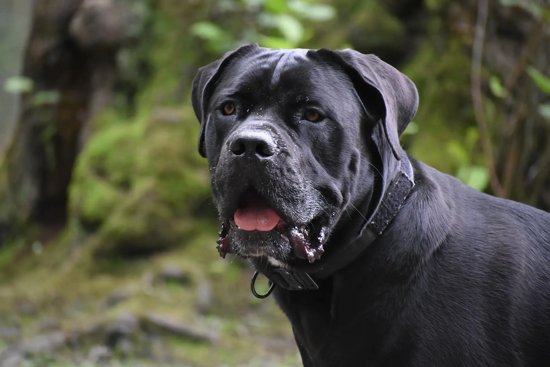 Cane Corso negro