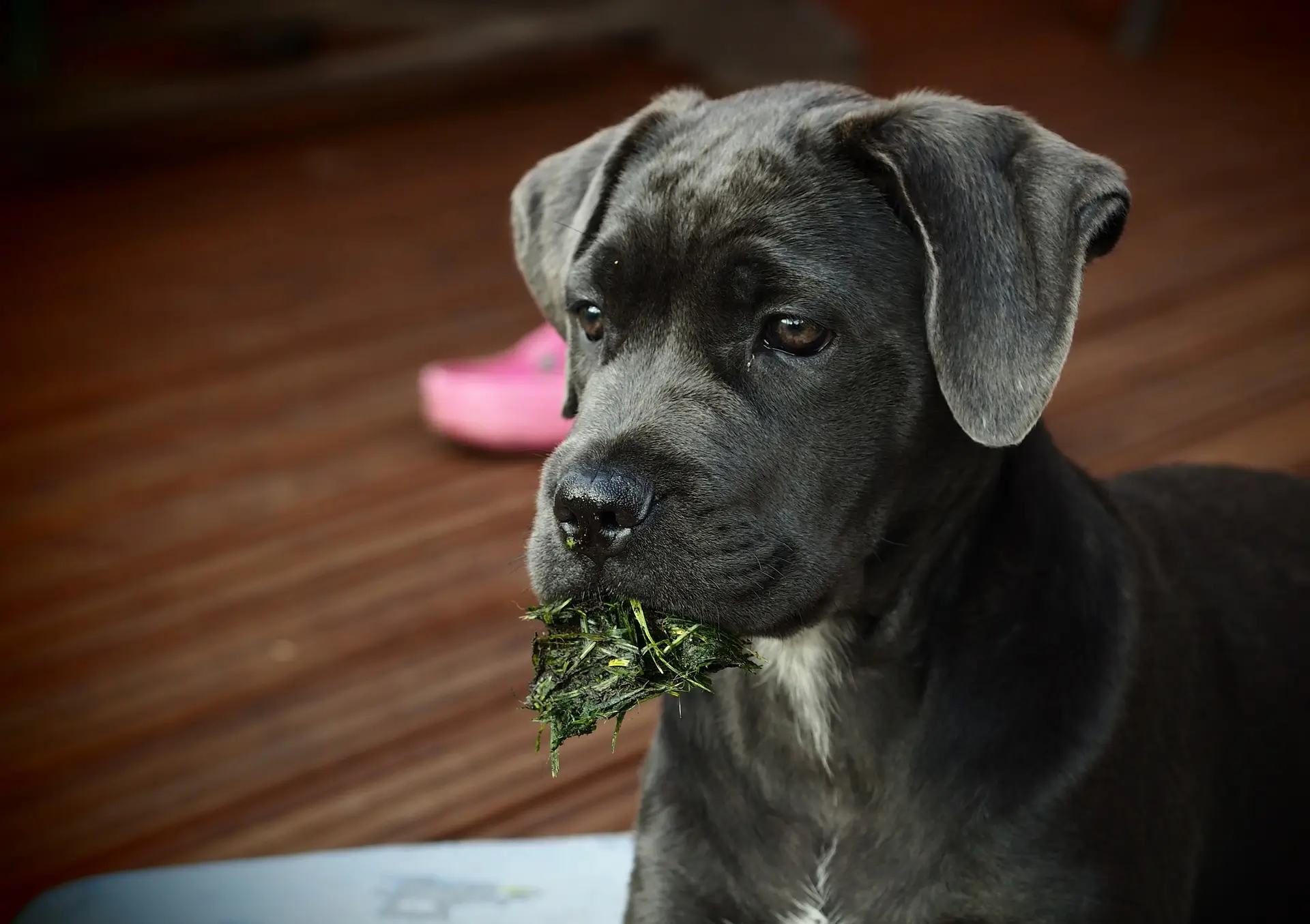 Cane Corso negro