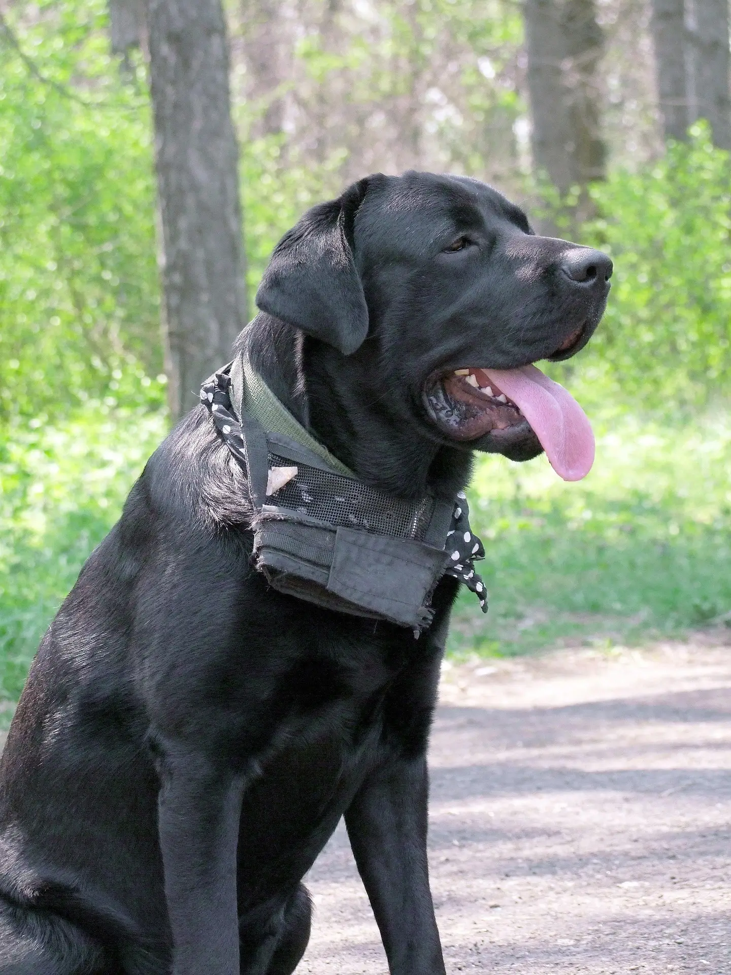 Cane Corso negro