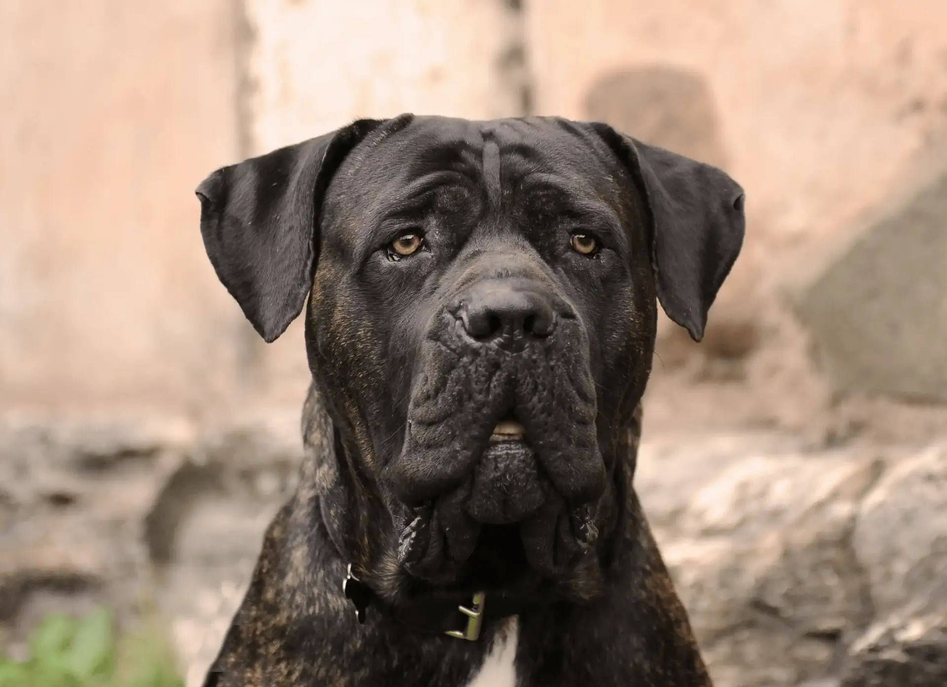 Cane Corso negro