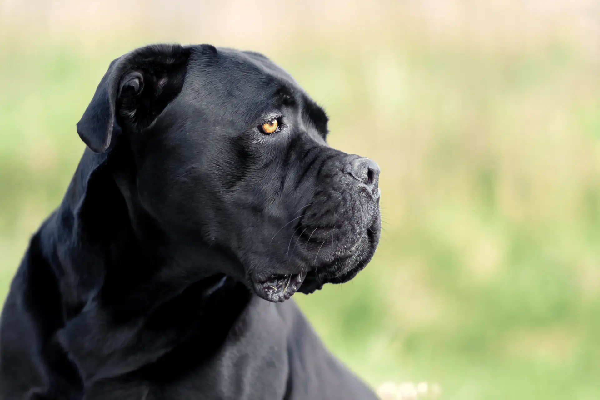 Cane Corso negro