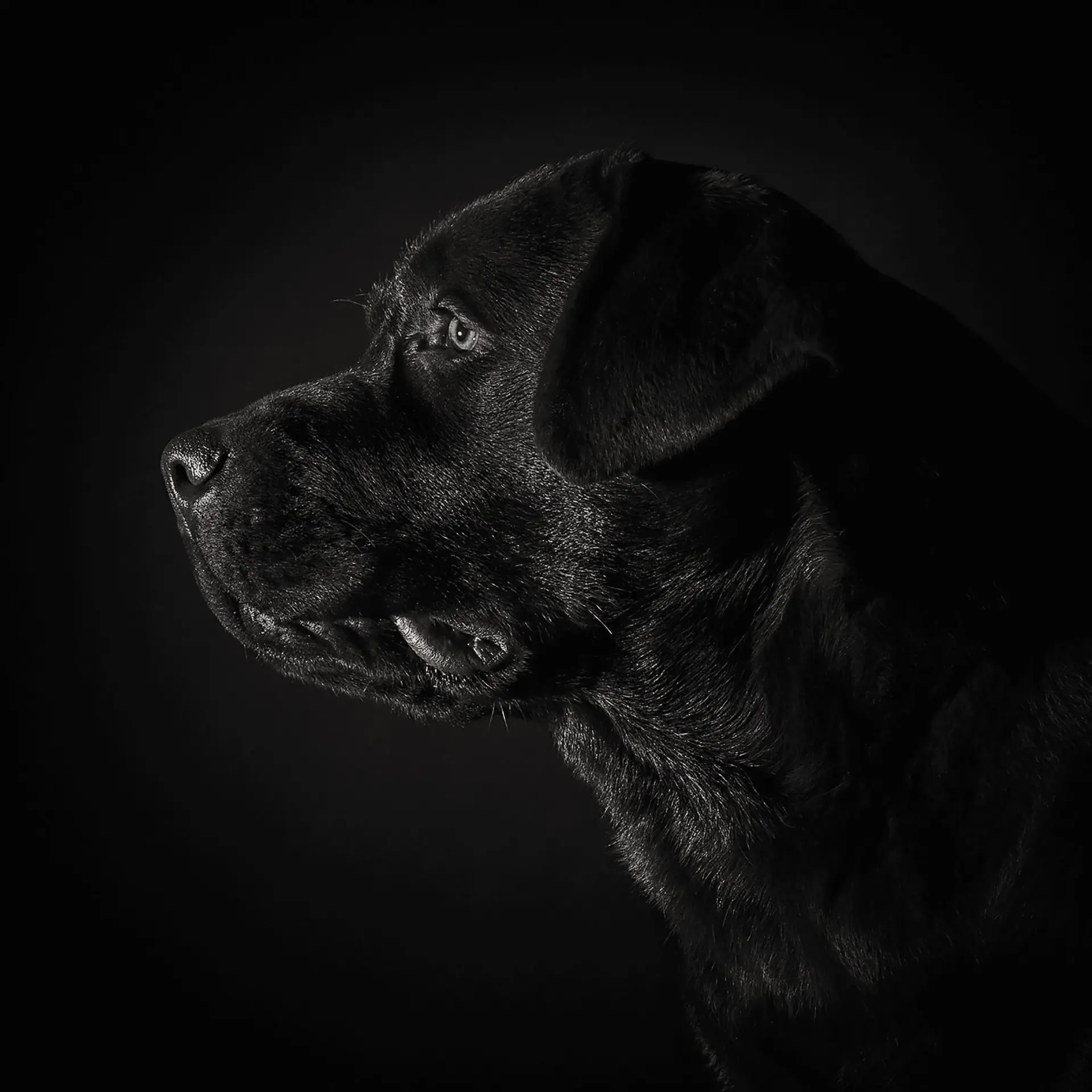 Cane Corso negro
