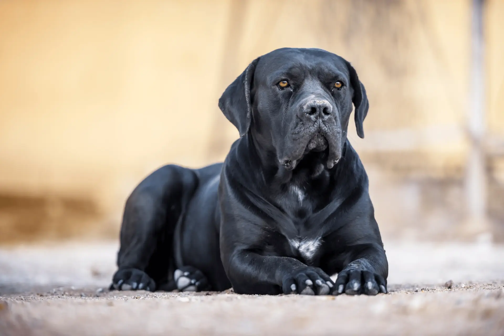 Cane Corso negro